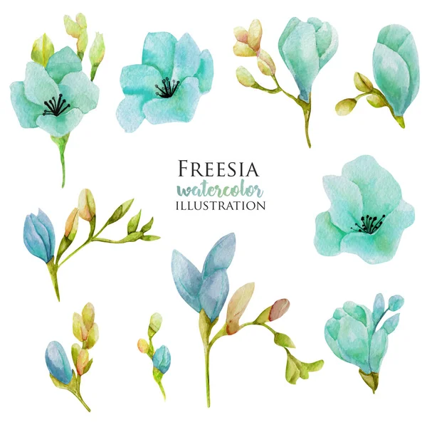 Aquarela Azul Freesia Flores Conjunto Mão Desenhada Isolado Fundo Branco — Fotografia de Stock