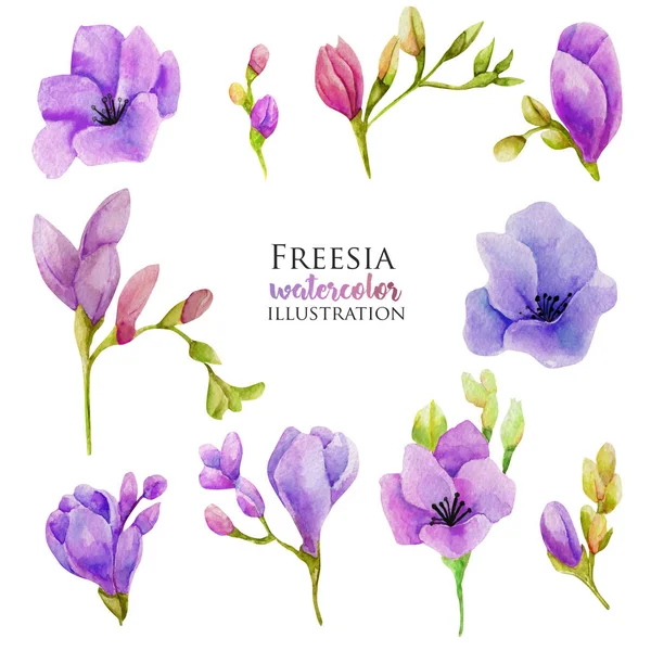 Acquerello Set Fiori Viola Fresia Disegnato Mano Isolato Uno Sfondo — Foto Stock