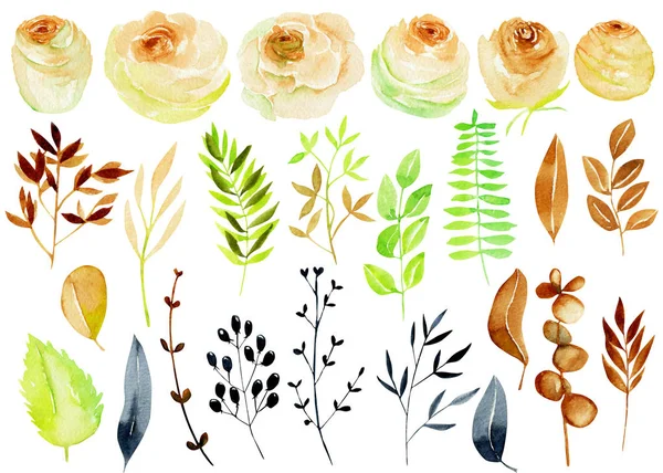 Vodní Barvy Čajové Růže Větve Listí Izolované Prvky Ručně Malované — Stock fotografie