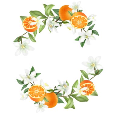 El çelengi çiçek açan mandallar, mandalina çiçekleri ve mandalinalar, beyaz arka planda izole edilmiş resimler.
