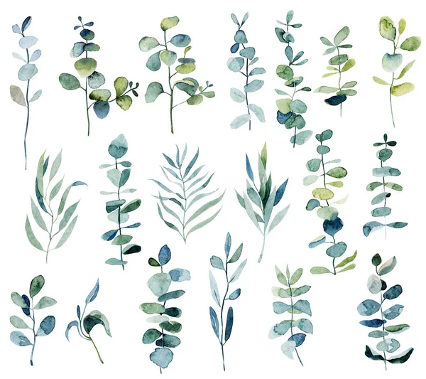 Gyűjtemény Akvarell Eukaliptusz Ágak Botanikai Elemek Elszigetelt Fehér Alapon — Stock Fotó