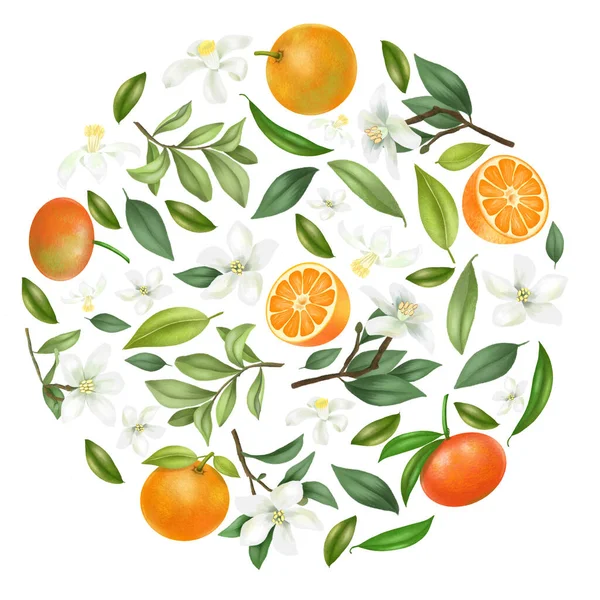 Composición Redonda Flores Mandarina Dibujadas Mano Hojas Mandarinas Ramas Mandarina — Foto de Stock
