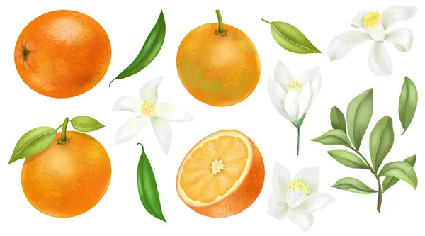 Árbol Naranjas Dibujadas Mano Ramas Hojas Flores Color Naranja Clipart — Foto de Stock