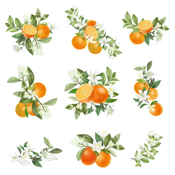 Hand Drawn Bouquets Compositions Blooming Orange Tree Branches Isolated White — Stock Photo, Image