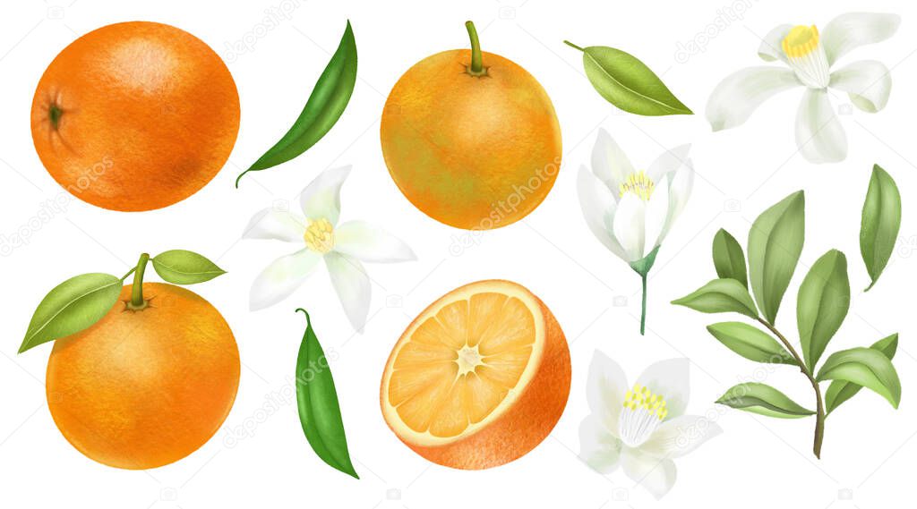 Hand drawn oranges tree branches, leaves and orange flowers clipart, isolated on a white background