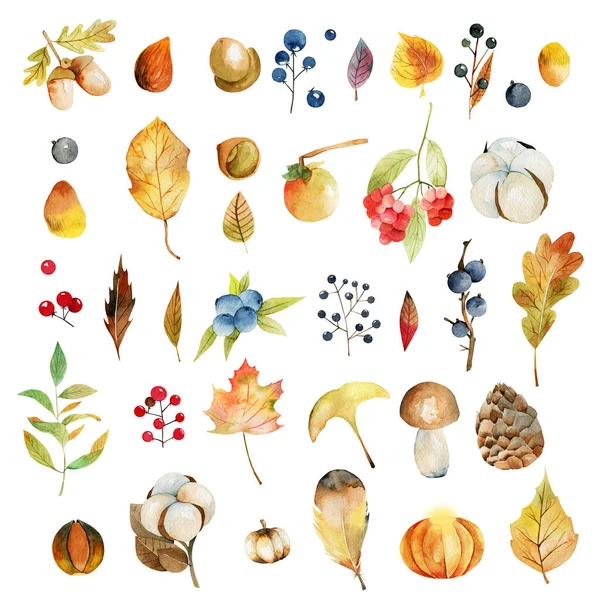 水彩画の秋の植物のセット 綿の花 黄色の木の葉 秋の果実 オークの葉とアコーン モミのコーンとキノコ — ストック写真