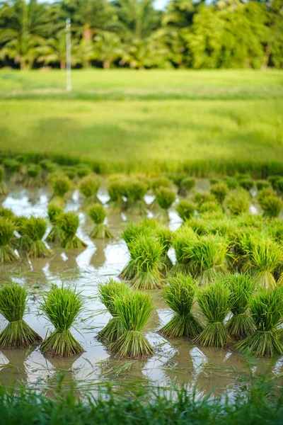 Pirinç Fideleri Pirinç Tarlalarında Tarım — Stok fotoğraf