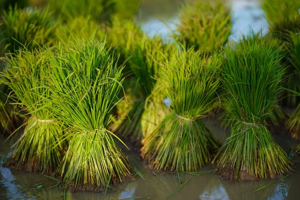 Pirinç Fideleri Pirinç Tarlalarında Tarım — Stok fotoğraf