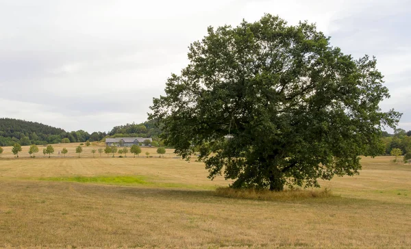 A large tree in the middle of the field. — Stock Photo, Image