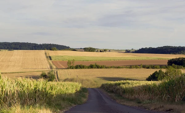 A estrada através do campo de milho . — Fotografia de Stock