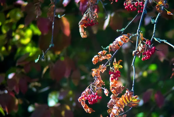 Herfst. Rowan. Berry. — Stockfoto