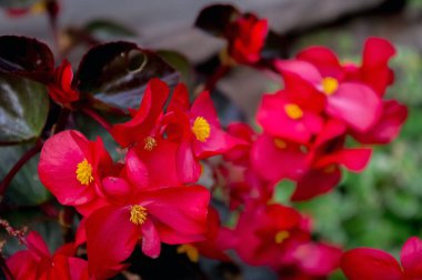 Kırmızı güzel çiçekler.