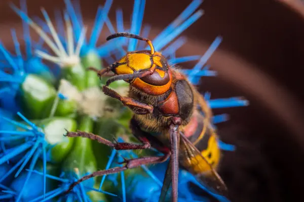 蜜蜂坐在花上 — 图库照片