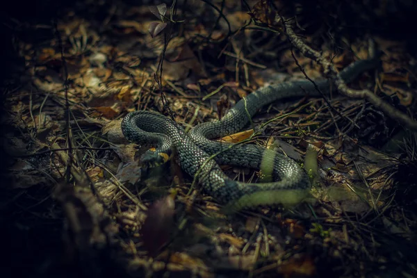 Ormen Kryper Genom Skogen — Stockfoto