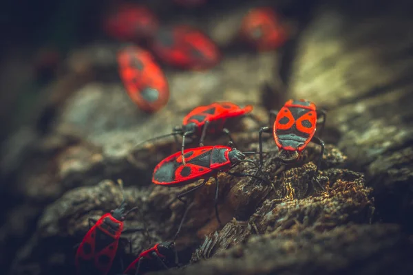 Beetles Crawling Stump — Stock Photo, Image