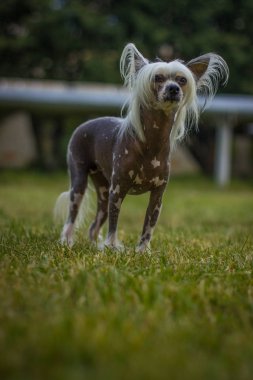 Çince Tepeli Köpek yeşil çimenlerin üzerinde oturuyor. Açık sola arıyorsunuz