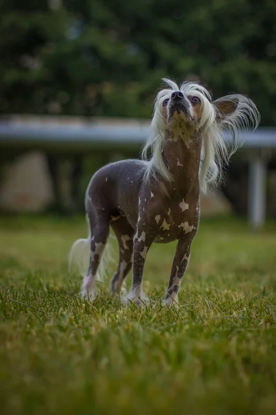 Chinese Crested Dog Sentado Sobre Hierba Verde Exterior Mirando Izquierda — Foto de Stock