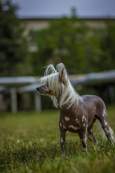 Kinesiska Crested Dog Sitter Grönt Gräs Utomhus Tittar Till Vänster — Stockfoto