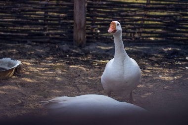 19. yüzyıl köyü Paskalya Avrupa