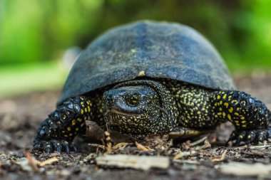 Kaplumbağa yerde sürünüyor.