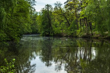 Doğa manzarası göl yeşil orman