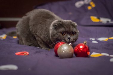 Kedi Noel topları ile oynanır