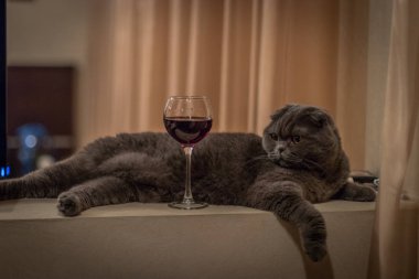 Kedi bir kadeh şarap ile yatıyor