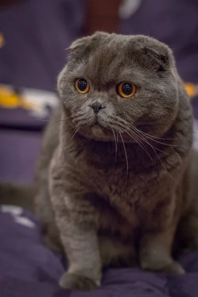 Scottish Fold Cute Cat — Stock Photo, Image