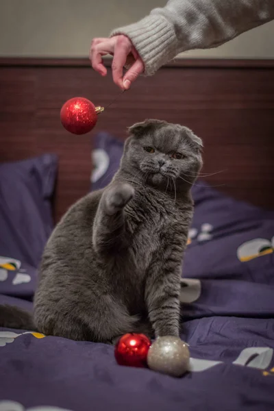 Gato Juega Con Bolas Navidad —  Fotos de Stock