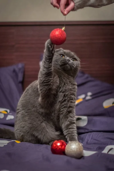 Katten Spelas Med Julgranskulor — Stockfoto