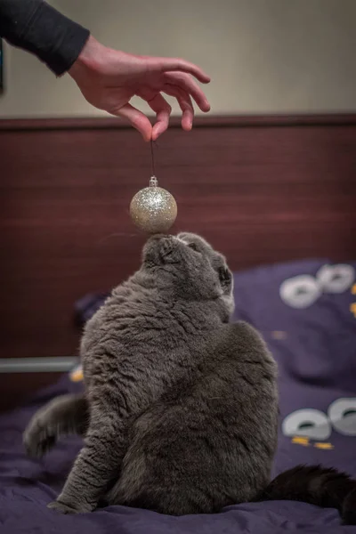 Gato Juega Con Bolas Navidad — Foto de Stock