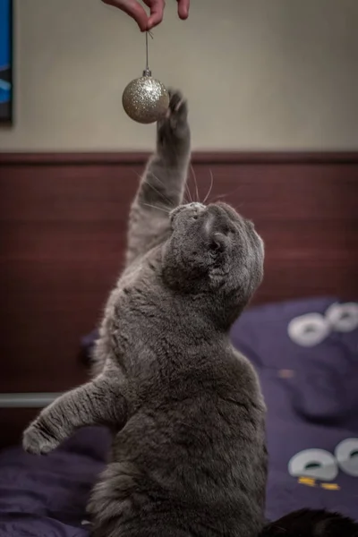 Gato Juega Con Bolas Navidad — Foto de Stock