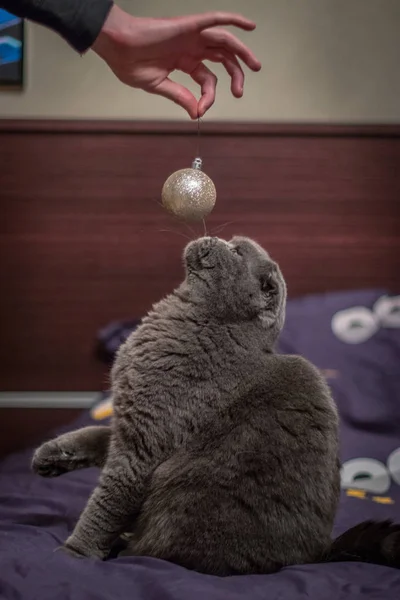 猫玩圣诞球 — 图库照片