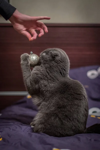 Katten Spelas Med Julgranskulor — Stockfoto