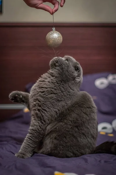 猫玩圣诞球 — 图库照片