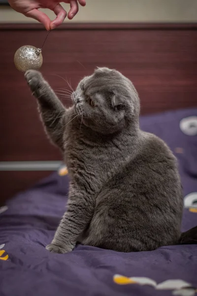 Chat Est Joué Avec Des Boules Noël — Photo