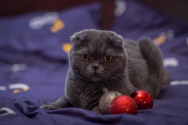 Cat Played Christmas Balls — Stock Photo, Image