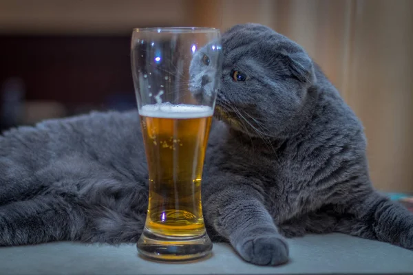 Kedi bir bardak bira ile yatıyor