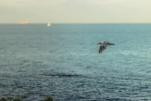 Eine Möwe Fliegt Über Das Meer Entlang Der Horizontlinie — Stockfoto