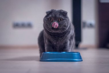 Britanya ile ilgili stenografi kedi bir kaseden yemek ve iğne yaladım.