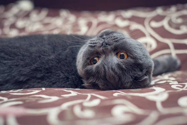 Britânico Shorthair Gato Está Deitado Cama — Fotografia de Stock