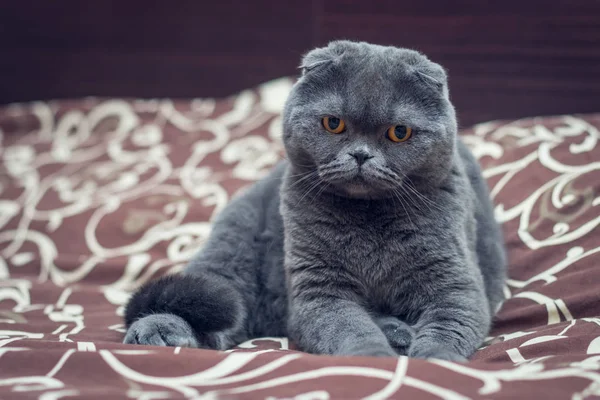 Brittiskt Korthår Katt Sitter Sängen — Stockfoto