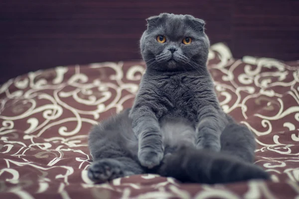 British Shorthair cat is sit on the bed.