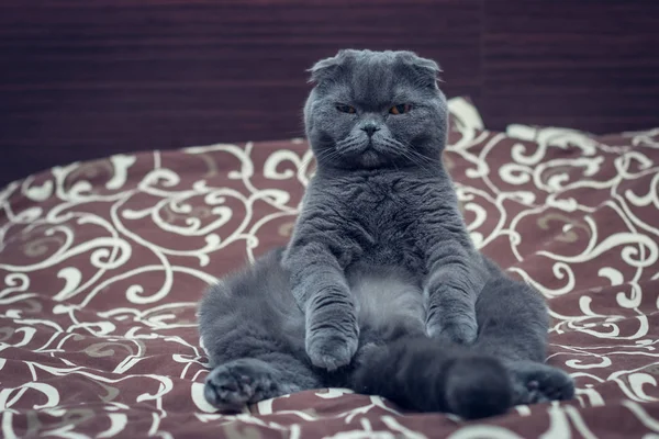 英国短猫坐在床上 — 图库照片