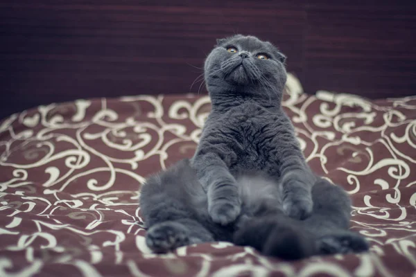 Britânico Shorthair Gato Está Sentado Cama — Fotografia de Stock