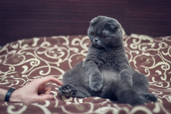 Britânico Shorthair Gato Cumprimenta Pata Com Uma Mão Humana — Fotografia de Stock