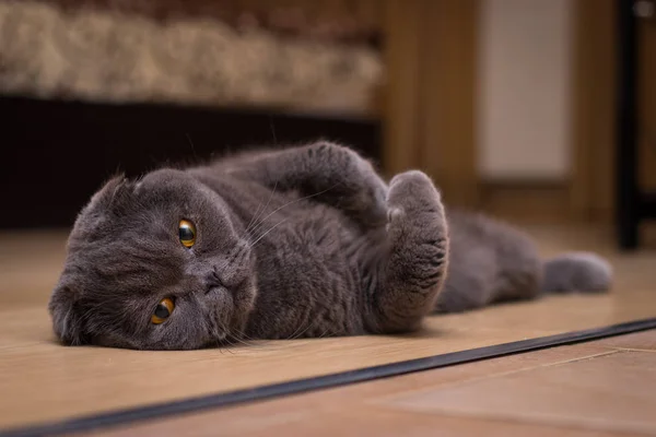 Gatto Grigio Britannico Sdraiato Sulla Schiena — Foto Stock