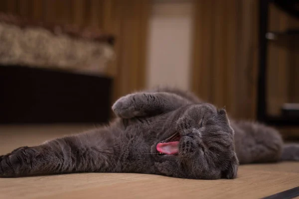 Brittiska Gray Katt Liggande Ryggen — Stockfoto