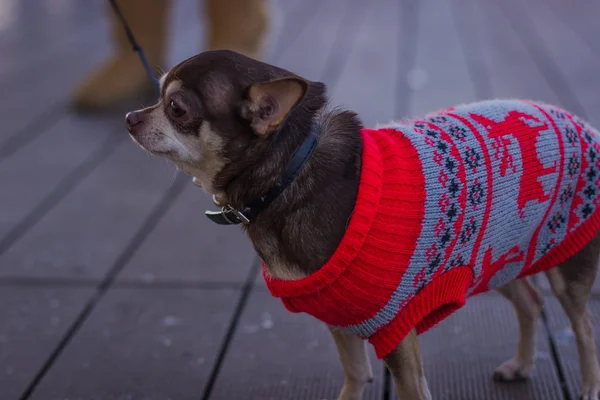 Mignon Petit Chien Pull Rouge Avec Des Motifs — Photo