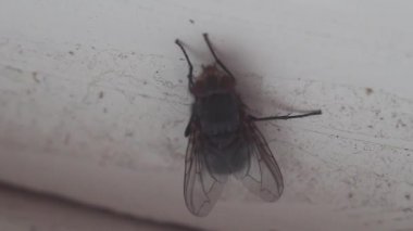 Sinek penceresinde makroyu kapatın